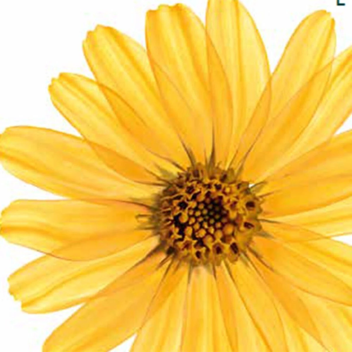 Kneipp Arnica Active - Badkristallen - Afbeelding 8