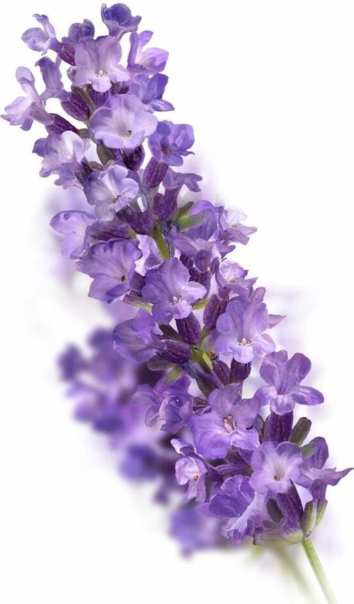 Kneipp Relaxing - Badschuim - Afbeelding 2