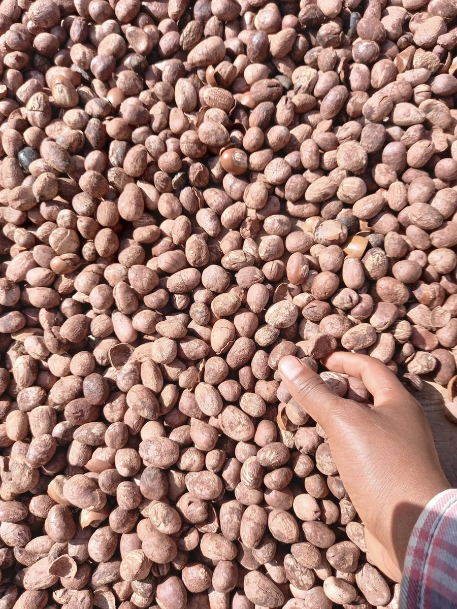 Whipped Unrefined Shea Butter - Biologisch Opgeklopte Ongeraffineerd Sheaboter Sheabutter 500 Ml - Afbeelding 2